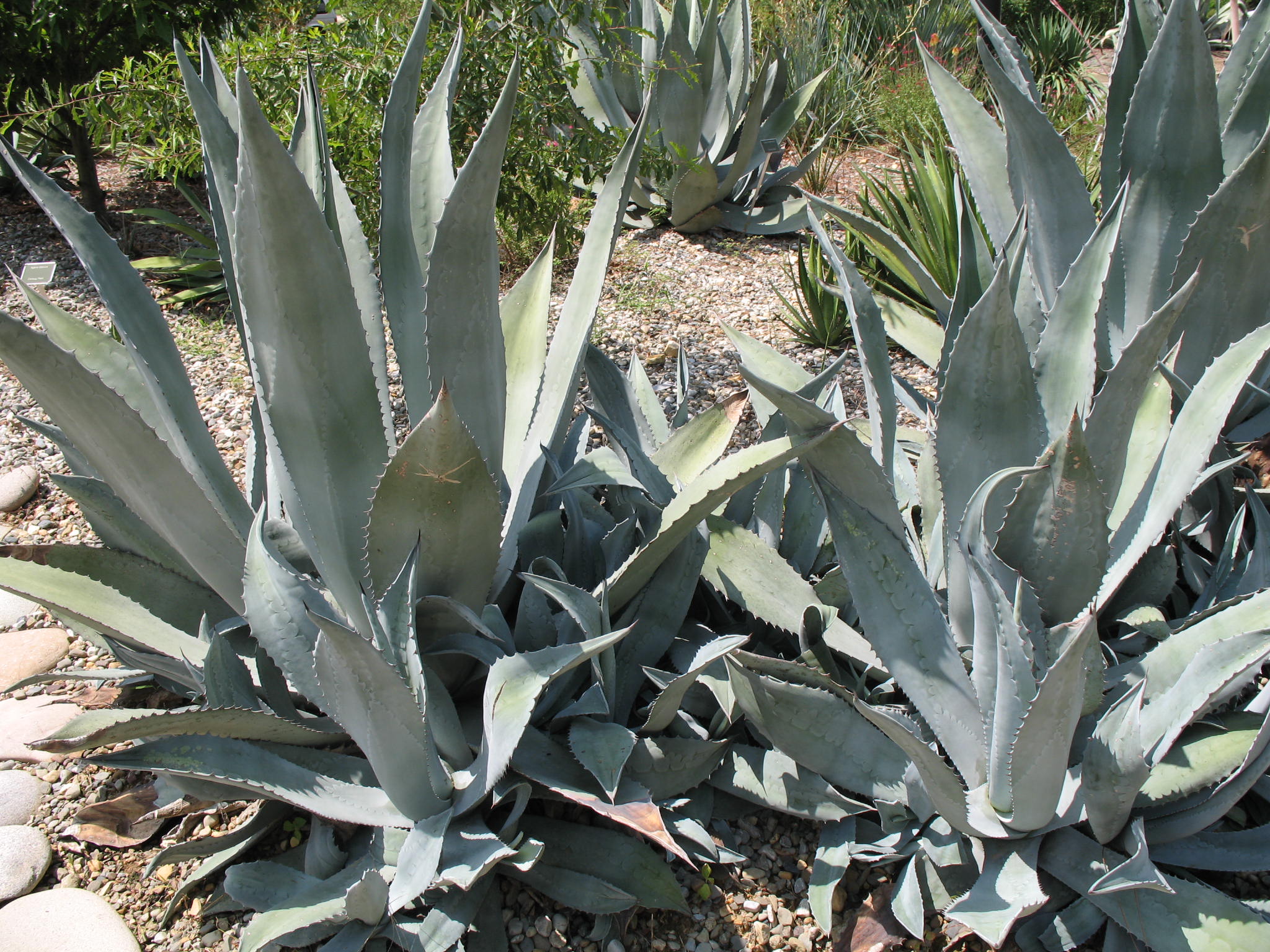 Online Plant Guide Agave americana / Century Plant